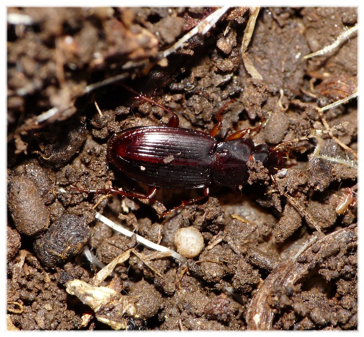 Platyderus dalmatinus, ora P. vignai